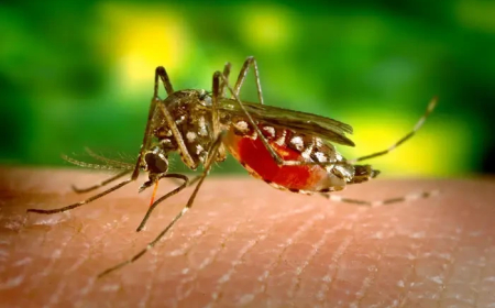 Chikungunya Virus Outbreak in China: Over 7,000 Infected as Guangdong Province Acts Swiftly