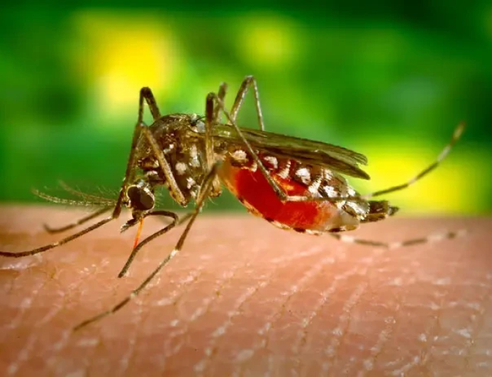 Chikungunya Virus Outbreak in China: Over 7,000 Infected as Guangdong Province Acts Swiftly