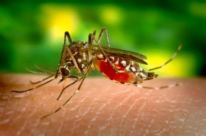 Chikungunya Virus Outbreak in China: Over 7,000 Infected as Guangdong Province Acts Swiftly